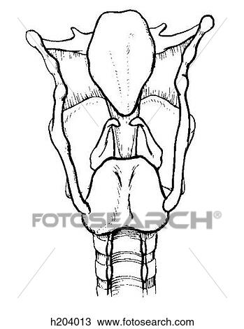 Larynx, interior View Large Illustration Drawing - Larynx, interior. Fotosearch