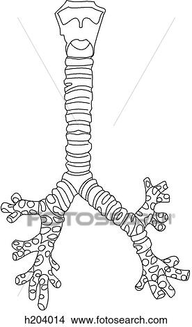 Larynx, trachea & bronchi View Large Illustration Stock Illustration - Larynx, trachea & bronchi. Fotosearch