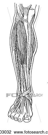 Leg, extensor muscles View Large Illustration Drawing - Leg, extensor muscles. Fotosearch