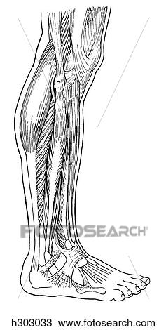 Drawing - Leg, peroneal muscles. Fotosearch