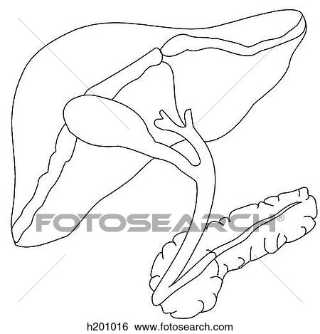 Stock Illustration - Liver, biliary tract, pancreas. Fotosearch