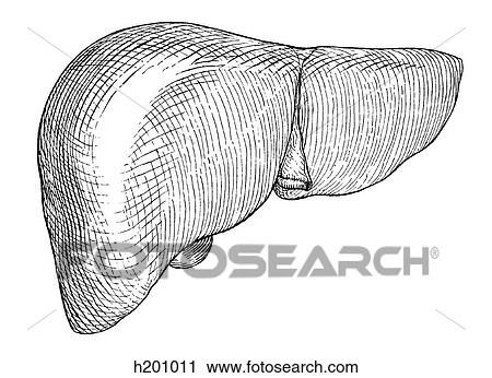 Liver View Large Illustration Clip Art - Liver. Fotosearch