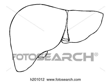 Drawing - Liver. Fotosearch