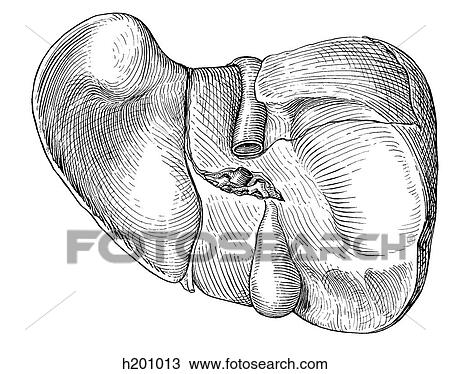 Liver View Large Illustration Drawing - Liver. Fotosearch