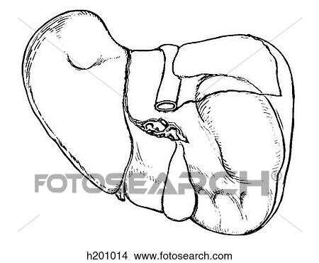 Liver View Large Illustration Stock Illustration - Liver. Fotosearch