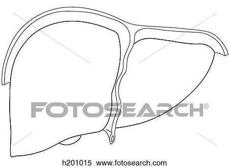 Stock Illustration - Liver. Fotosearch