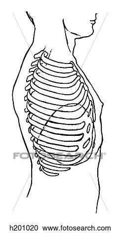 Clipart - Liver, thorax. Fotosearch
