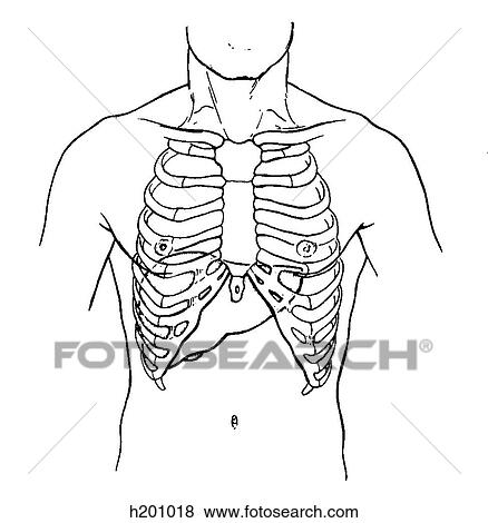 Stock Illustration - Liver, thorax. Fotosearch