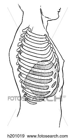 Liver, thorax View Large Illustration Stock Illustration - Liver, thorax. Fotosearch