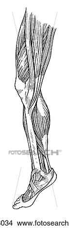 Lower limb, superficial View Large Illustration Stock Illustration - Lower limb, superficial. Fotosearch