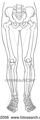 Stock Illustration - Lower limbs. Fotosearch