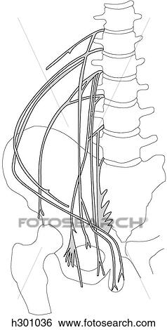 Lumbar nerve plexus View Large Illustration Stock Illustration - Lumbar nerve plexus. Fotosearch