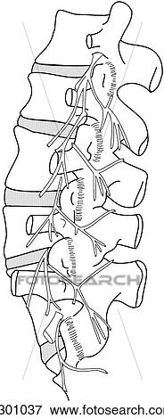 Stock Illustration - Lumbar spine w/ dorsal nerves. Fotosearch