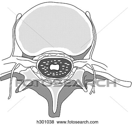 Stock Illustration - Lumbar vertebra & spinal canal, cross section. Fotosearch