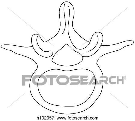 Lumbar vertebra View Large Illustration Stock Illustration - Lumbar vertebra. Fotosearch