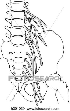Lumbosacral nerve plexus Stock Illustration | h301039 | Fotosearch
