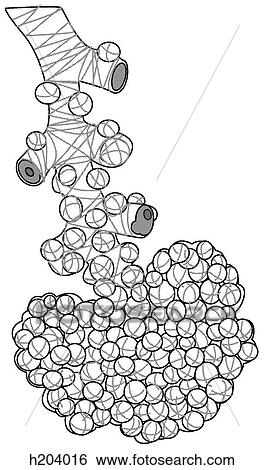 Lung alveoli & termin of intrapulmonary airway View Large Illustration Stock Illustration - Lung alveoli & termin of intrapulmonary airway. Fotosearch