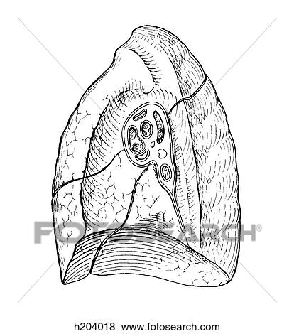 Stock Illustration - Lung, right. Fotosearch