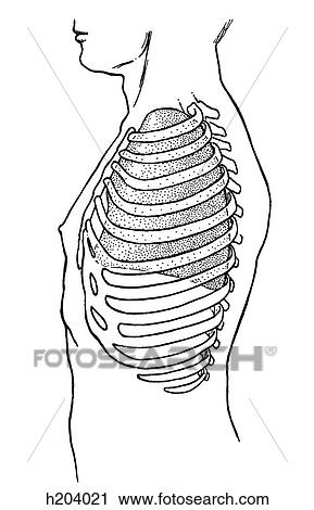 Clip Art - Lungs, thorax. Fotosearch