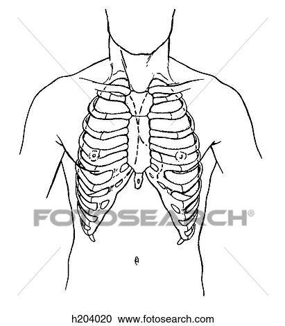 Lungs, thorax View Large Illustration Clipart - Lungs, thorax. Fotosearch