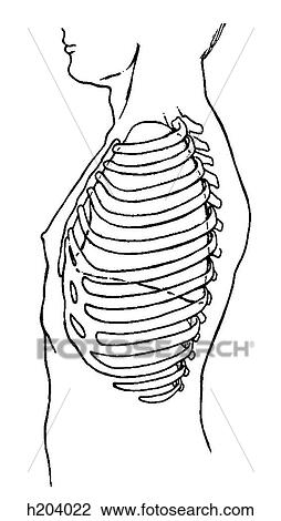 Drawing - Lungs, thorax. Fotosearch