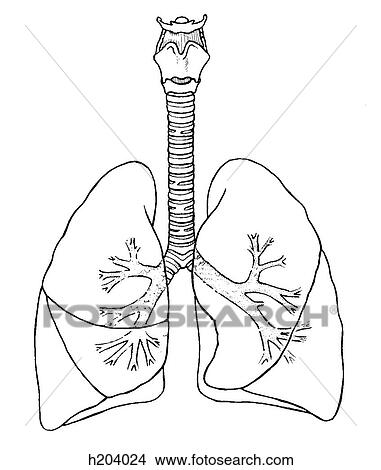 Stock Illustration - Lungs, trachea. Fotosearch