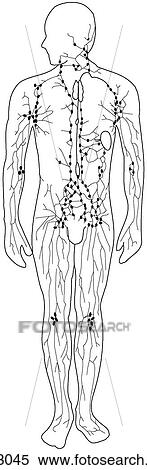Stock Illustration - Lymphatic system, overview. Fotosearch