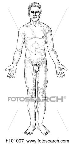 Male View Large Illustration Stock Illustration - Male. Fotosearch