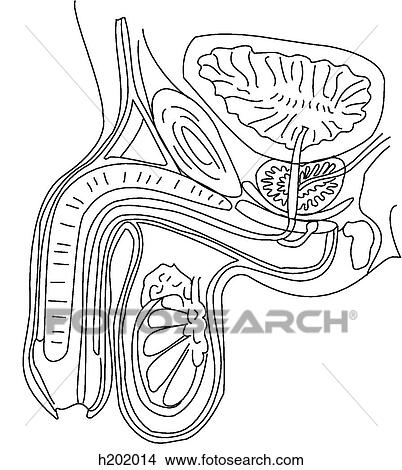 Male urogenital system, median section View Large Illustration Stock Illustration - Male urogenital system, median section. Fotosearch