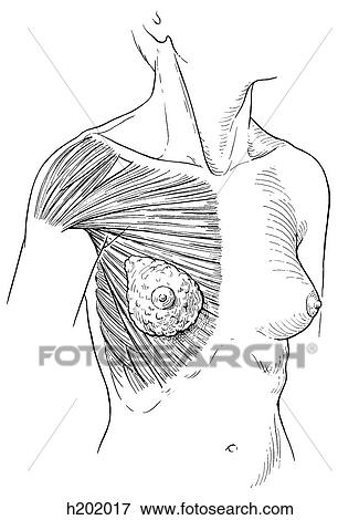 Mammary, musculature View Large Illustration Stock Illustration - Mammary, musculature. Fotosearch