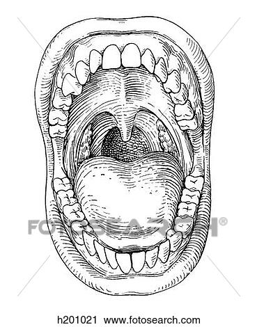 Mouth View Large Illustration Clip Art - Mouth. Fotosearch