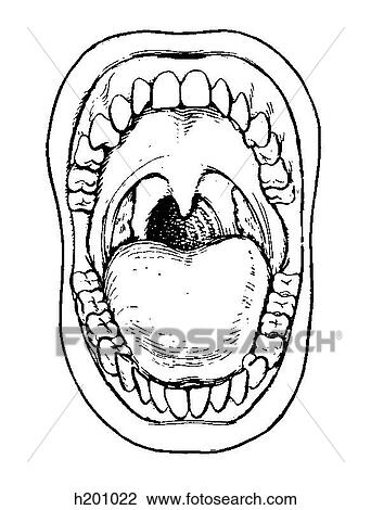 Mouth View Large Illustration Drawing - Mouth. Fotosearch