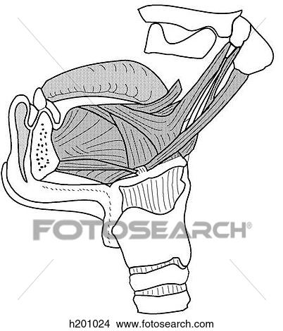 Muscles of tongue View Large Illustration Stock Illustration - Muscles of tongue. Fotosearch