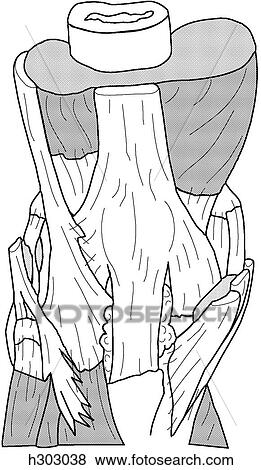 Muscles, tendons, ligaments of knee View Large Illustration Stock Illustration - Muscles, tendons, ligaments of knee. Fotosearch