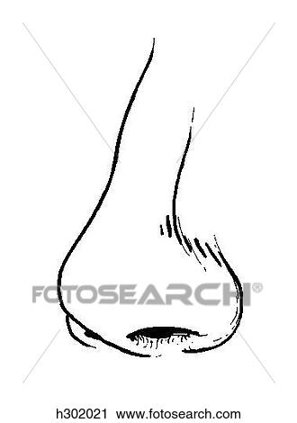 Nose, external View Large Illustration Clip Art - Nose, external. Fotosearch
