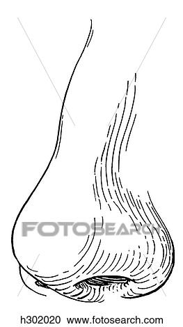Nose, external View Large Illustration Clipart - Nose, external. Fotosearch