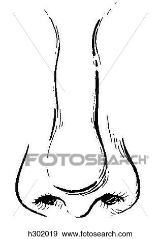 Stock Illustration - Nose, external. Fotosearch