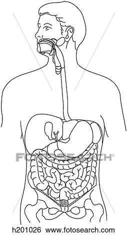 Overview of digestive system View Large Illustration Stock Illustration - Overview of digestive system. Fotosearch