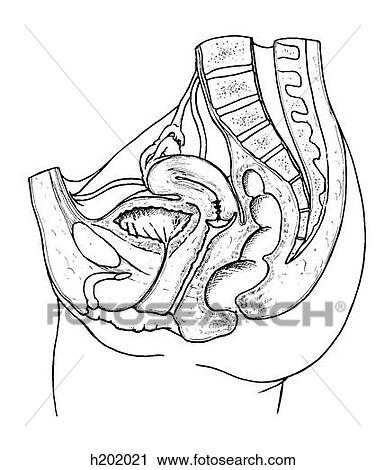 Pelvis, female View Large Illustration Clip Art - Pelvis, female. Fotosearch