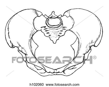 Pelvis, female Clipart | h102060 | Fotosearch