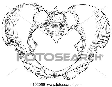 Pelvis, female View Large Illustration Stock Illustration - Pelvis, female. Fotosearch