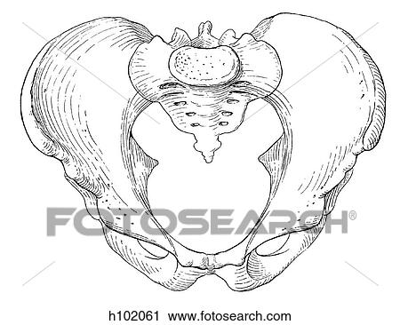 Pelvis, male View Large Illustration Clip Art - Pelvis, male. Fotosearch