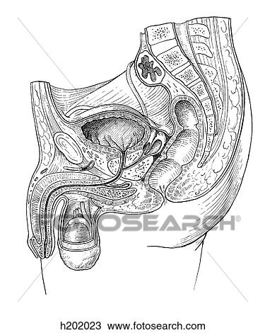 Pelvis, male View Large Illustration Drawing - Pelvis, male. Fotosearch