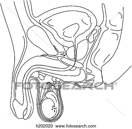 Pelvis male/perineum w/scrotum & testis View Large Illustration Clipart - Pelvis male/perineum w/scrotum & testis. Fotosearch