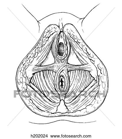 Perineum, female View Large Illustration Stock Illustration - Perineum, female. Fotosearch