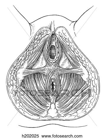 Perineum, female View Large Illustration Stock Illustration - Perineum, female. Fotosearch