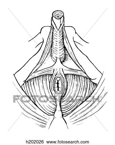 Perineum, male View Large Illustration Stock Illustration - Perineum, male. Fotosearch