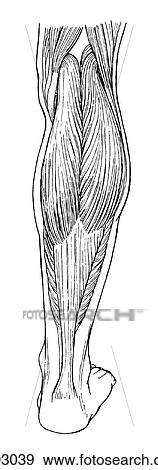 Plantar flexor, superficial View Large Illustration Stock Illustration - Plantar flexor, superficial. Fotosearch