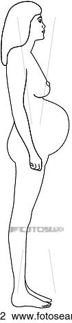 Drawing - Pregnant female. Fotosearch