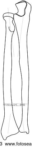 Radius & ulna View Large Illustration Drawing - Radius & ulna. Fotosearch
